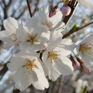 Meet your Posher, Nickie